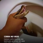Homem sofre mordida nos testículos ao urinar em vaso com cobra píton dentro — Mundo. Imagens do incidente se espalha