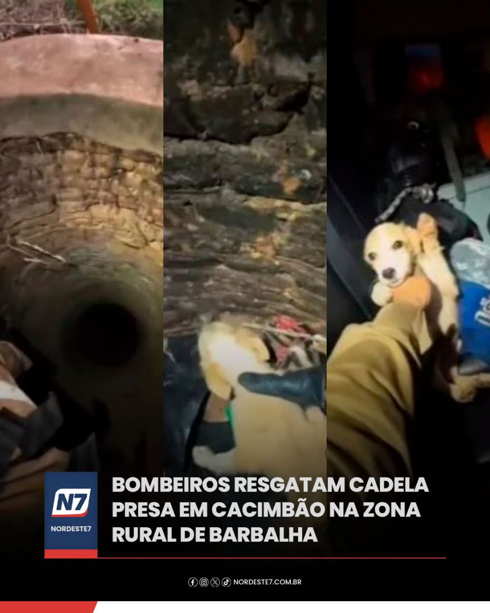 Bombeiros resgatam cadela presa em cacimbão na zona rural de Barbalha — Região. O animal estava no interior de um po