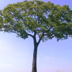 Maior e mais velha árvore do brasil tem 600 anos fica neste estado — Trends. [ad_1] O Brasil é conhecido pela sua ri