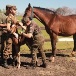 Conheça a fazenda no Sul do Brasil responsável por enviar cavalos de raça ao Exército Brasileiro