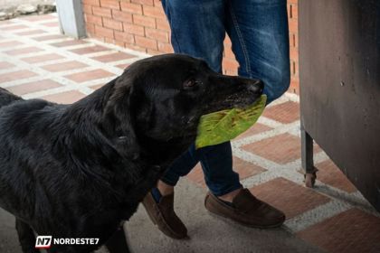 Cachorro vira-lata segurando uma folha de árvore na boca em frente ao balcão de uma lanchonete universitária.