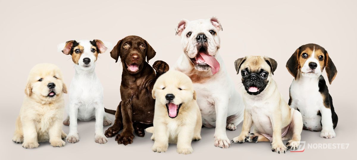 Montagem com diversas raças de cães, como Border Collie e Pastor Alemão, representando o estudo científico sobre inteligência canina.