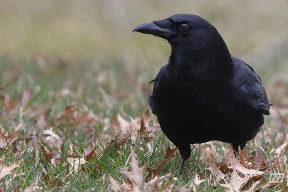 Um corvo inteligente depositando uma bituca de cigarro em uma máquina coletora automatizada para receber comida.