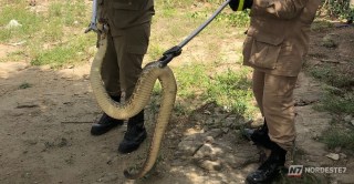 Cobra cascavel peçonhenta rastejando próxima à fresta de uma porta residencial, alertando para o perigo de invasão em casas.