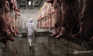 Cortes de carne bovina fresca expostos em um balcão de açougue sob iluminação detalhada.