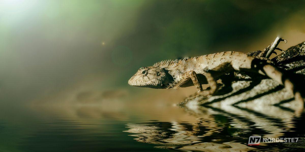 Lagarto que corre sobre a água usa velocidade e anatomia para escapar de predadores