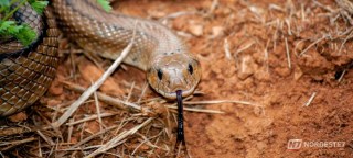 Governo emite alerta após tempestade libertar cerca de 900 cobras extremamente venenosas neste país