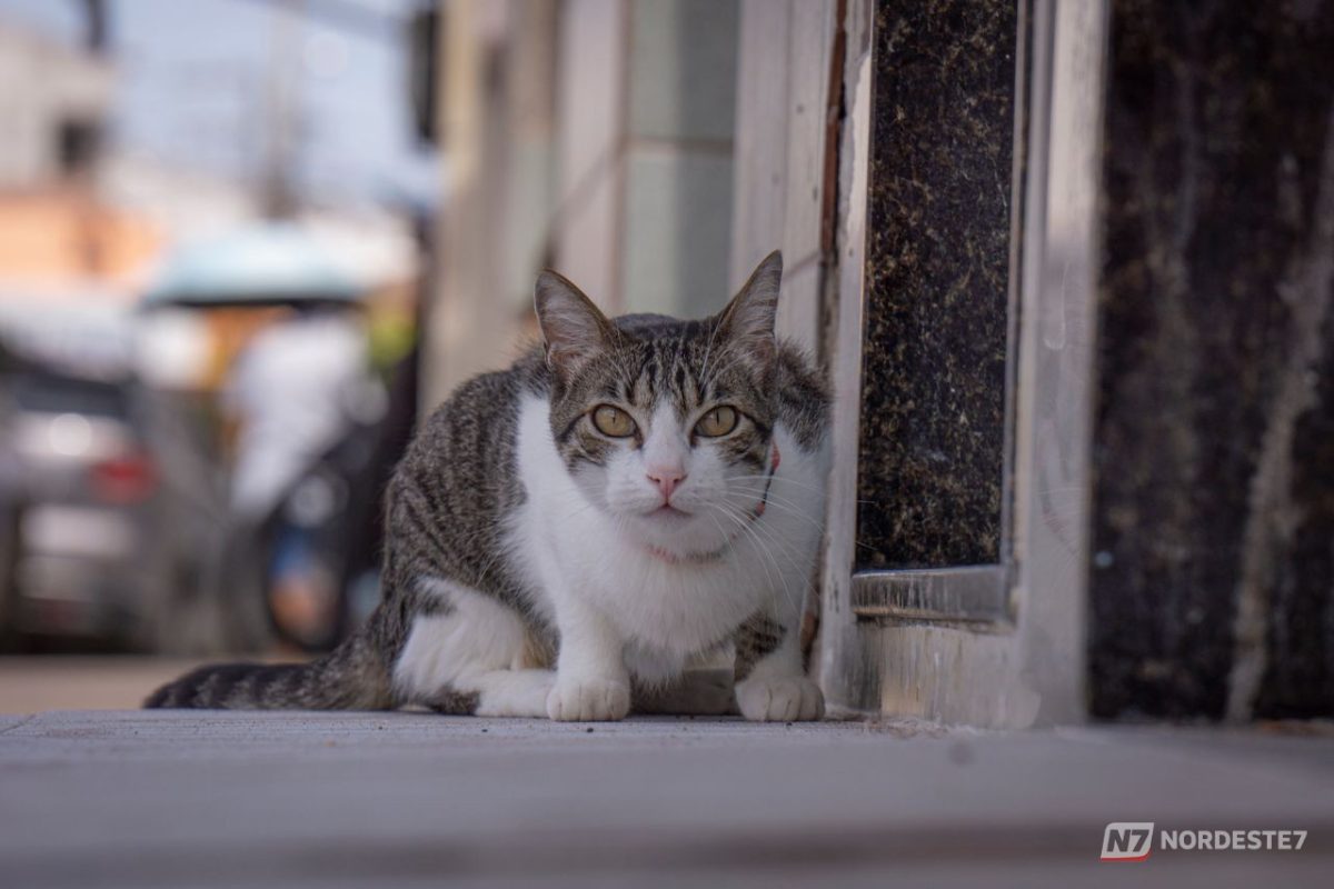 Gato-palheiro-pampeano entra em estágio crítico e pode desaparecer do Brasil sem proteção urgente