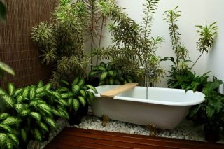 Vasos com plantas ornamentais verdes dispostos em um banheiro iluminado por luz natural.