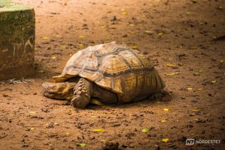 Tartaruga-das-galápagos morre aos 141 anos e encerra história centenária em zoológico