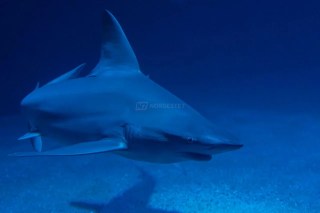 Tubarão-da-groenlândia nadando em águas escuras e profundas do Oceano Ártico.