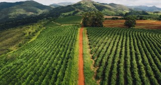Variedades agrícolas resilientes à mudança do clima atenuam efeito sazonal na inflação