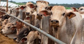 Setor de carne do Brasil segue trabalhando para reabilitar exportações à UE, diz Abiec